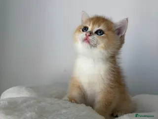 British Shorthair cats Exquisite Show quality TICA Reg Golden Babies - Advert 14