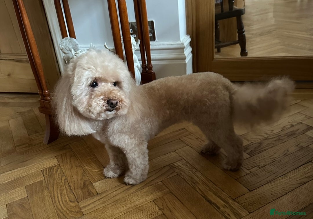 Poochon dogs for sale: Beautiful Poochon Boy Puppy - Image 7