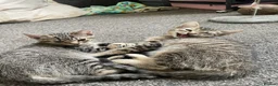 Mixed Breed cats for sale: Gorgeous 12week old tabby brother and sister - Advert 4