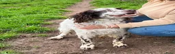 English Setter dogs for adoption: Ken   - Advert 7