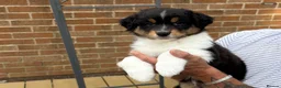 Australian Shepherd dogs for sale: Mrs Scanlan - Advert 2