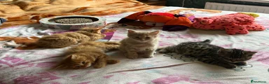 Mixed Breed 4