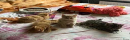 Mixed Breed cats for sale: Beautiful kittens available  - Advert 13