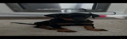 Dobermann dogs for sale: Kc registered Doberman pups top pedigrees  - Advert 11