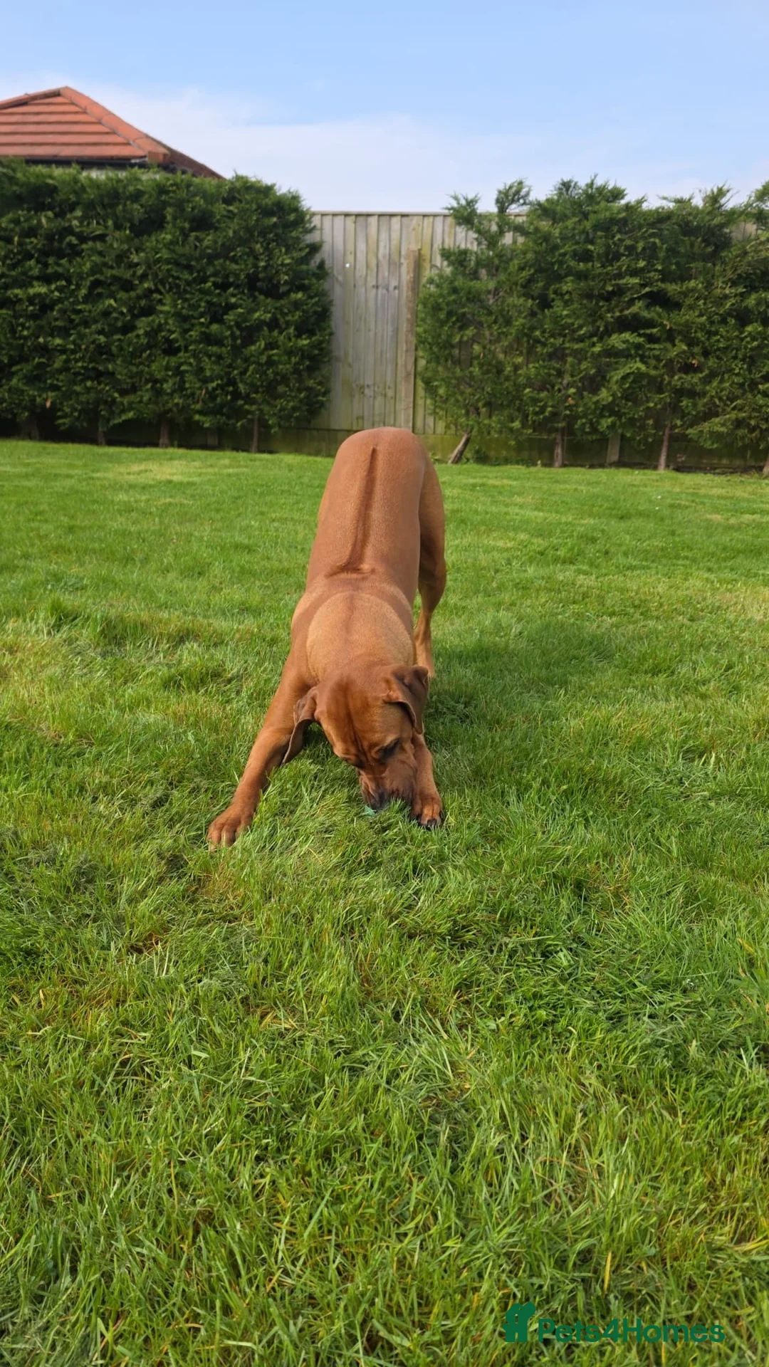 Rhodesian Ridgeback dogs for sale: Waiting List Open - Due 20th April 26  - Advert 2