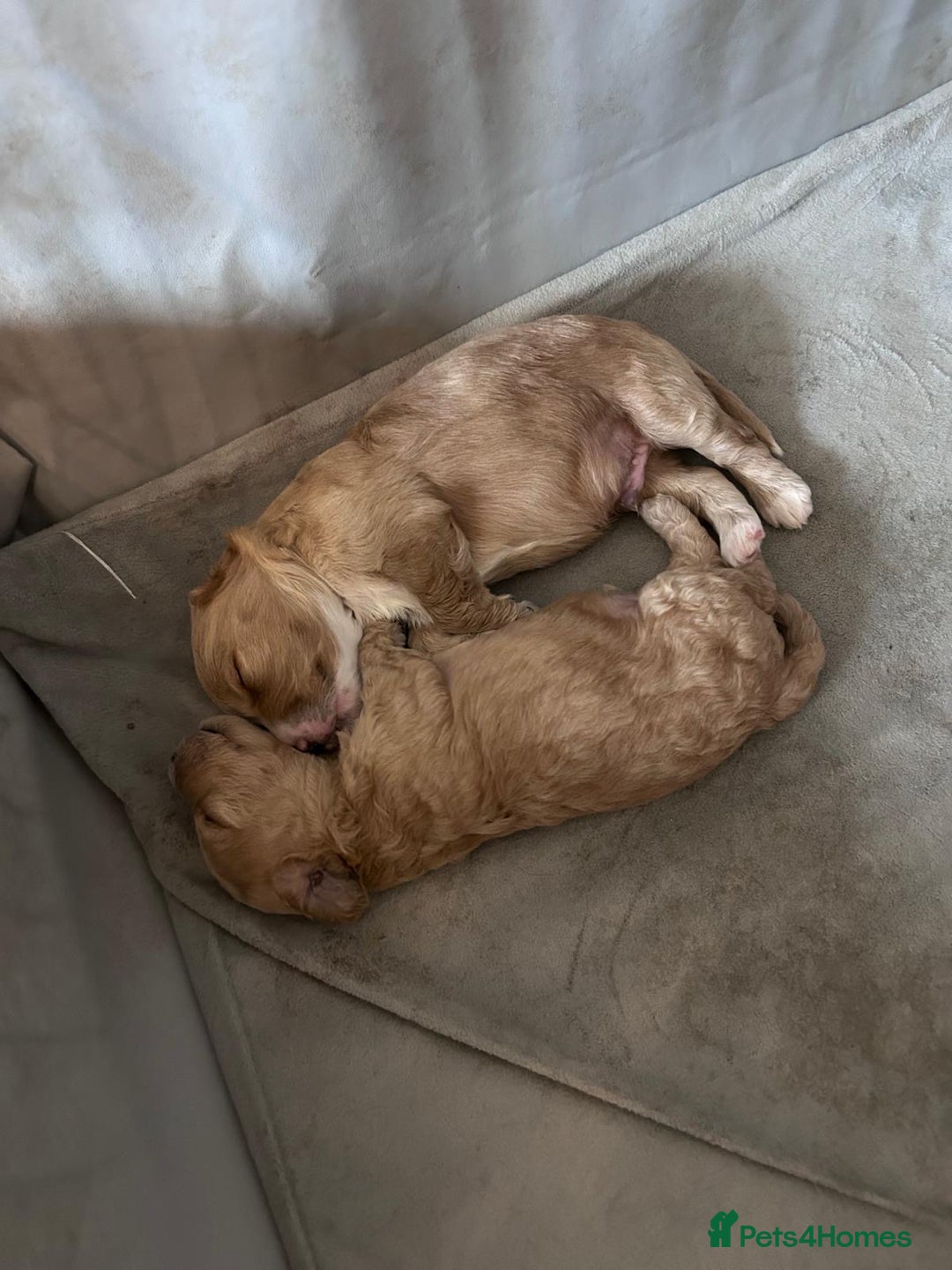 Cockapoo dogs for sale: Cockapoo puppies 3 girls 3 boys  - Image 16