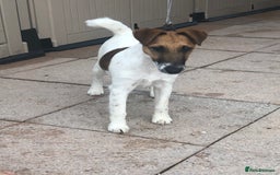 Fox Terrier dogs for sale: Smooth fox yerrier - Image 1
