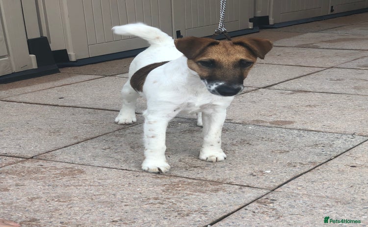 Fox Terrier dogs - Advert 1