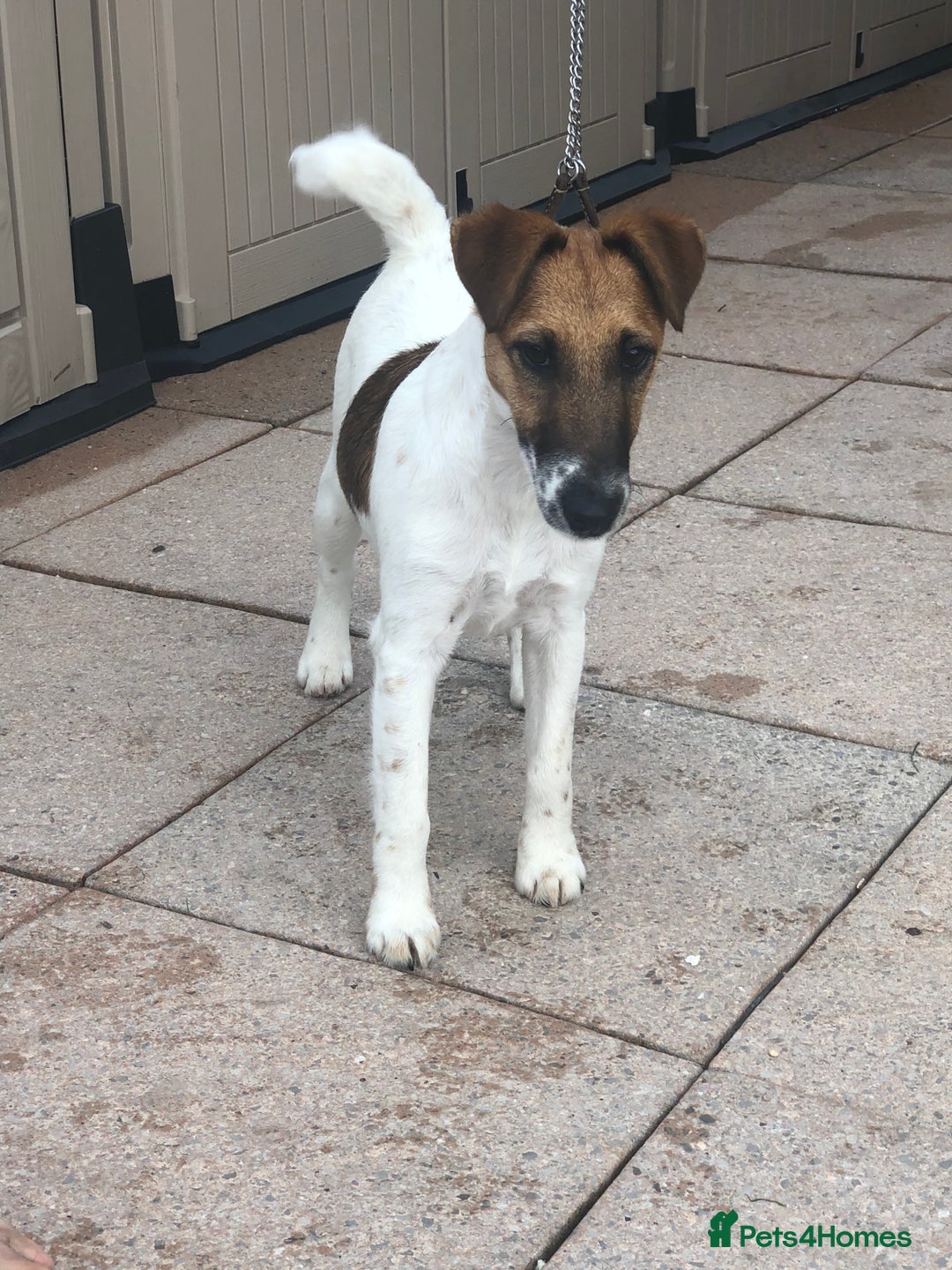 Fox Terrier dogs for sale: Smooth fox yerrier - Image 1