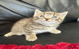 Domestic Shorthair cats for sale: 6 adorable kittens, healthy and playful 😍😻 - Image 22