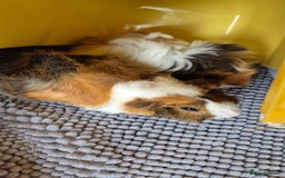 Guinea Pig rodents for sale: 2 female bonded Guinea Pigs - Advert 5