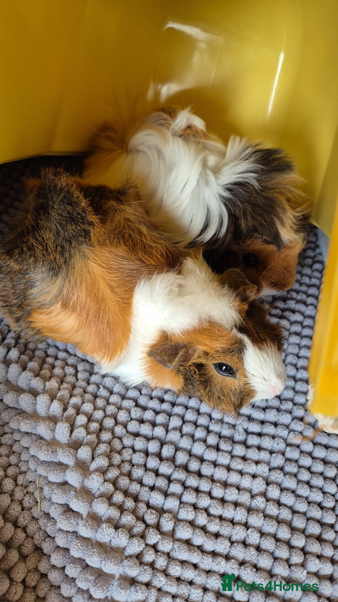 Guinea Pig rodents for sale: 2 female bonded Guinea Pigs - Advert 5