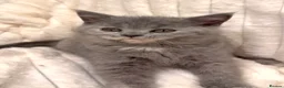 British Shorthair cats for sale: READY TO LEAVE⭐️♥️NW LONDON ♥️⭐️ - Advert 13
