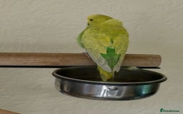 Budgerigars birds for sale: Green hand tame baby budgie  - Image 3