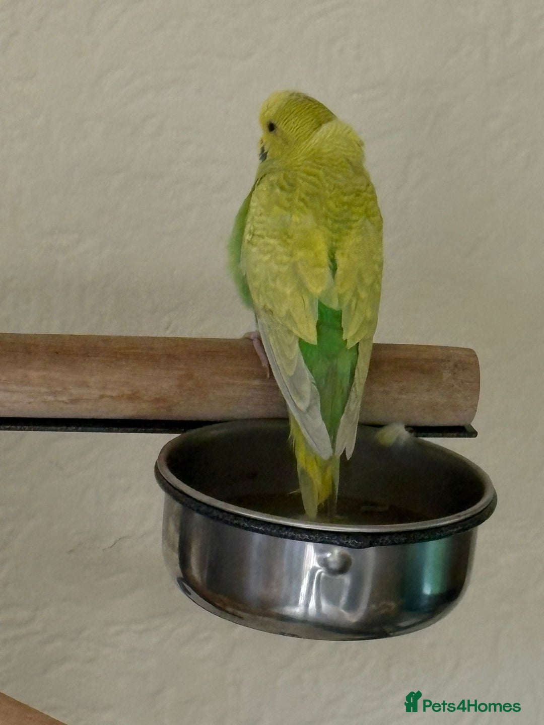 Budgerigars birds for sale: Green hand tame baby budgie  - Image 3