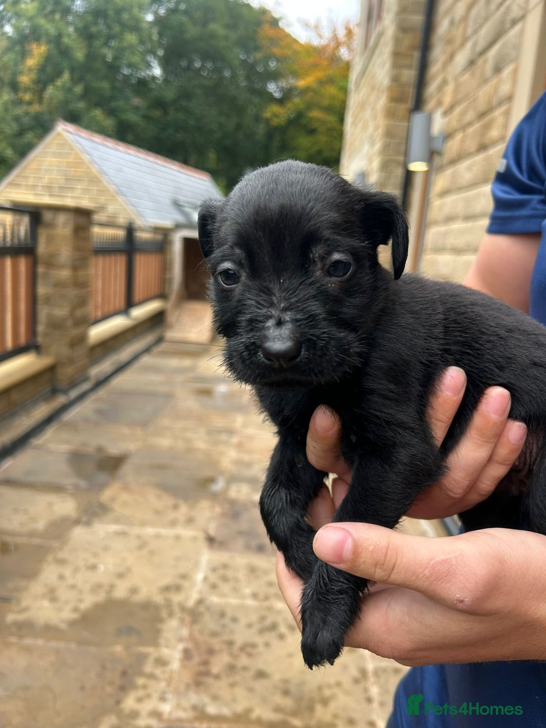 Mixed Breed dogs for sale: Mixed giant schnauzer x rottweiler puppies - Image 6