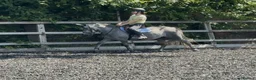 New Forest horses for sale: Fun family pony prospect  - Advert 4