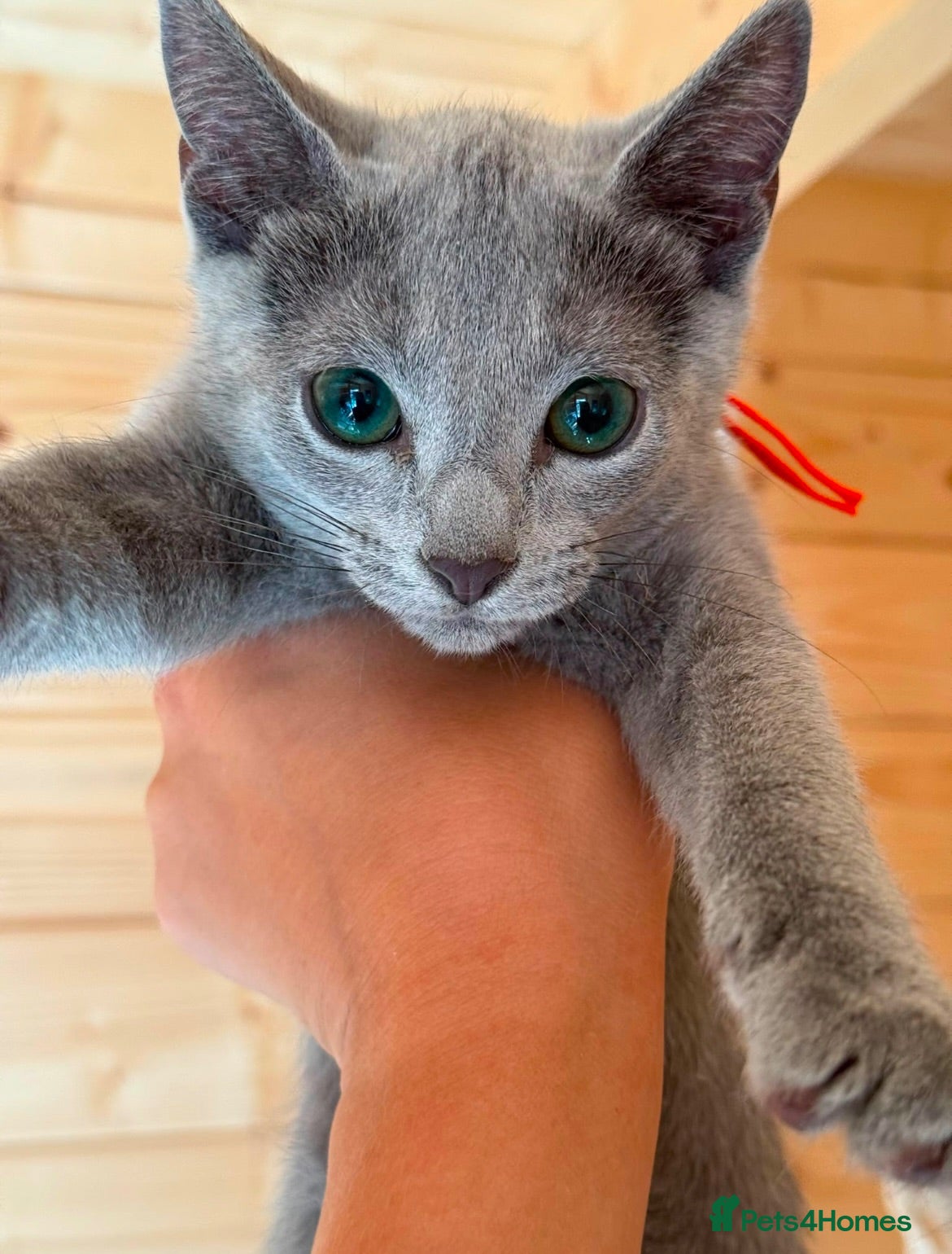 Russian Blue cats Stunning Russian Blue Kitten – TICA Pedigree - Advert 3