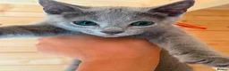 Russian Blue cats for sale: Stunning Russian Blue Kitten – TICA Pedigree in Hounslow - Advert 4