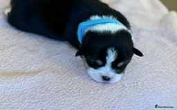 Welsh Corgi Pembroke dogs for sale: Quality Corgi puppies available to loving homes - Image 7