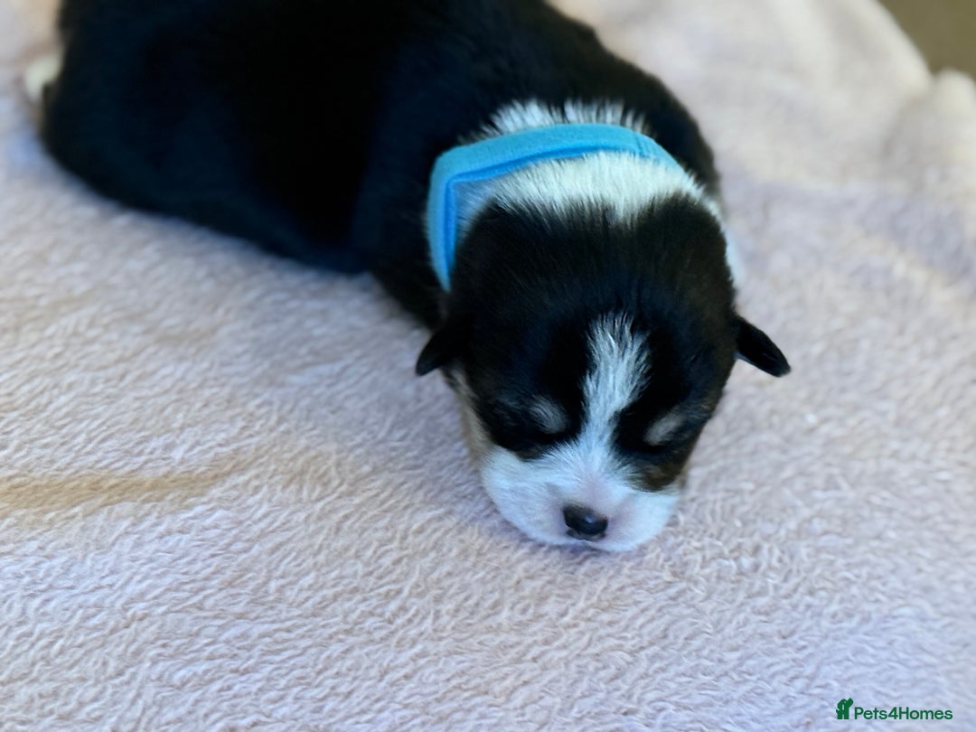 Welsh Corgi Pembroke dogs for sale: Quality Corgi puppies available to loving homes - Image 7