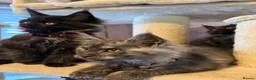 Maine Coon cats for sale: Tica registered black smoked male Maine coon - Advert 14
