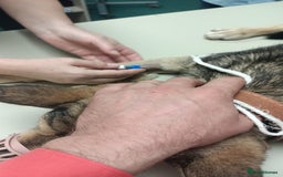 Mixed Breed dogs for adoption: 🐺 WOLFIE – A Brave Soul Ready for a New Life 🖤 - Advert 5