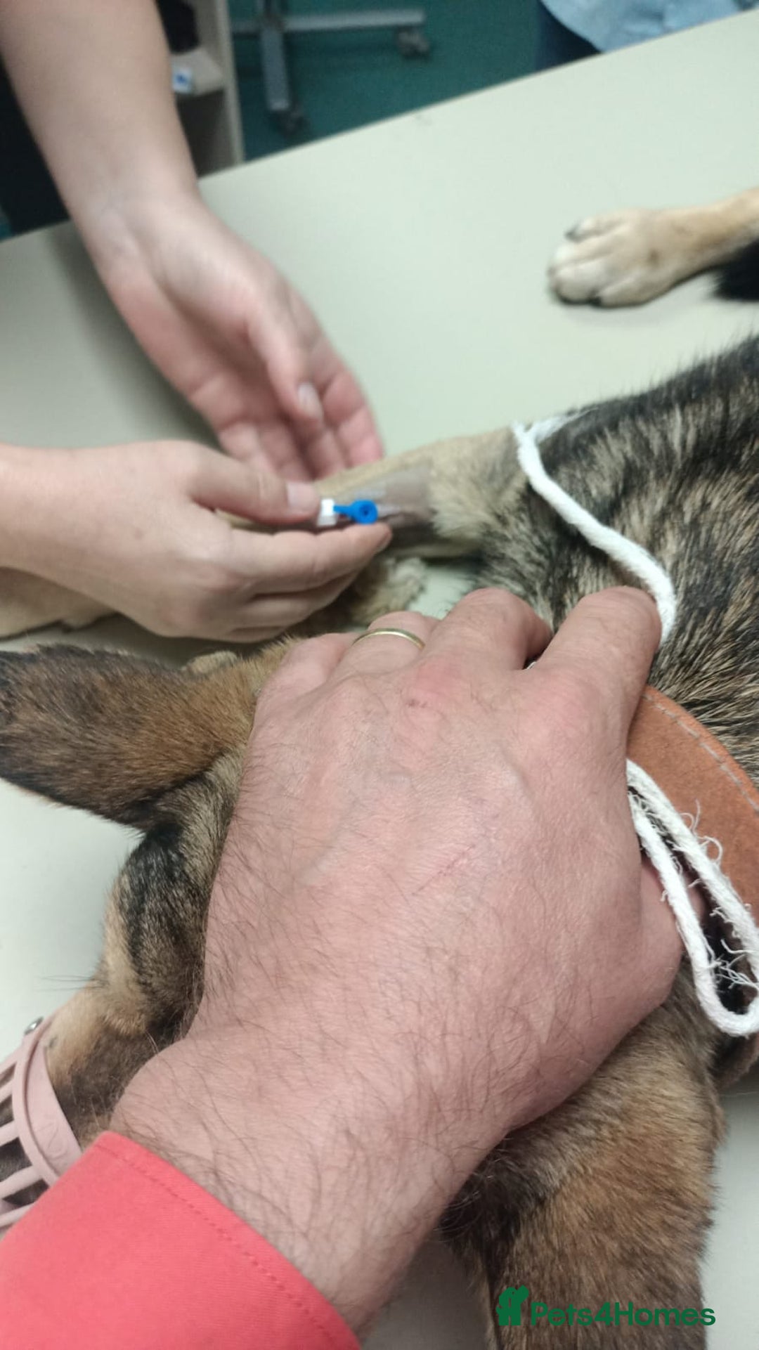 Mixed Breed dogs for adoption: 🐺 WOLFIE – A Brave Soul Ready for a New Life 🖤 - Advert 5