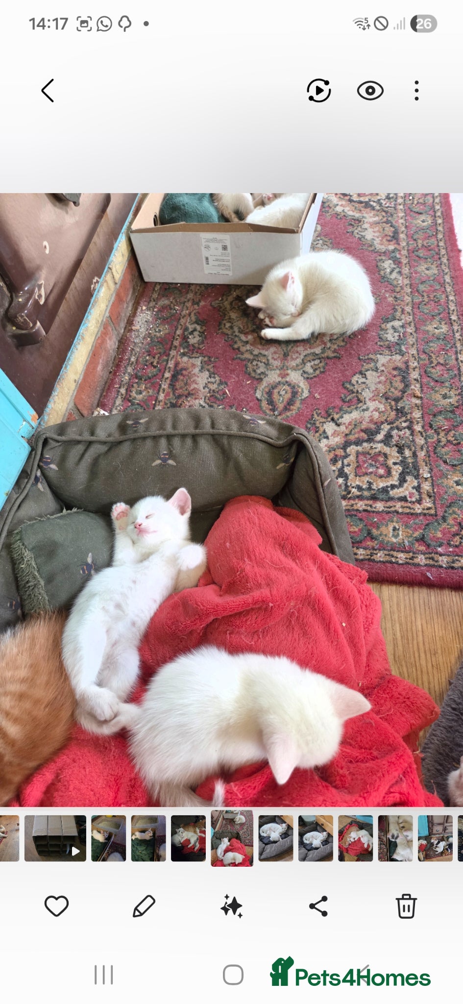 British Shorthair cats Gorgeous white and mixed Bsh cross - Advert 1