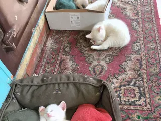 British Shorthair cats Gorgeous white and mixed Bsh cross - Advert 1