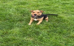 Patterjack dogs for stud: Jack Russell cross Patterdale for stud - Image 12