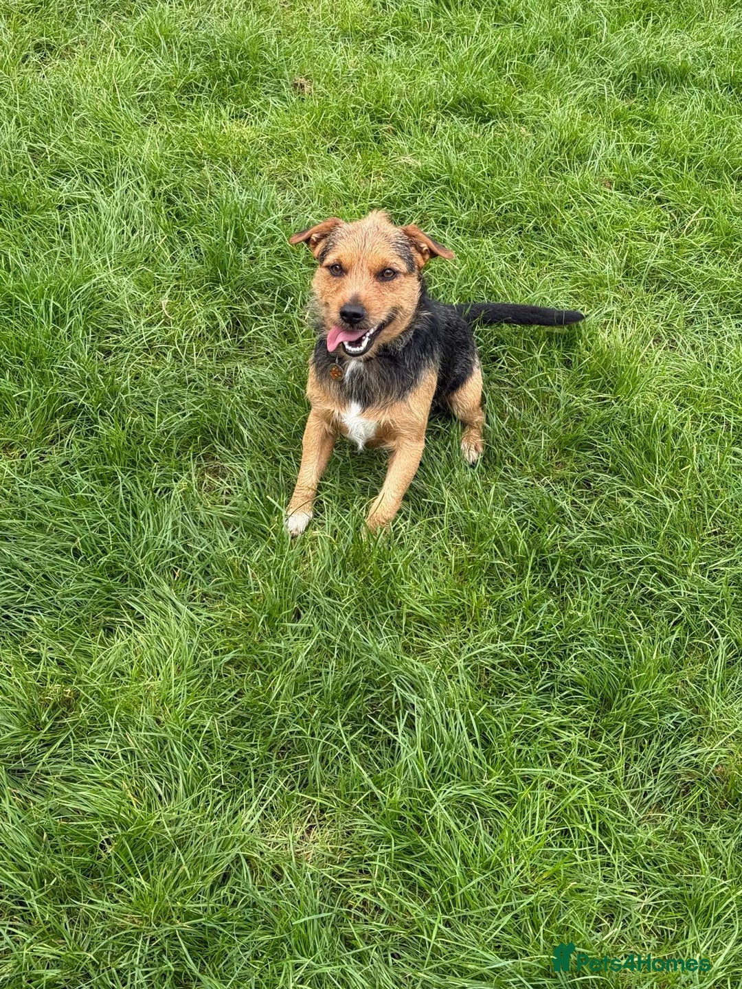 Patterjack dogs for stud: Jack Russell cross Patterdale for stud - Image 12