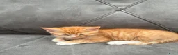 Mixed Breed cats for sale: Gorgeous ginger girl looking for a forever home - Advert 1