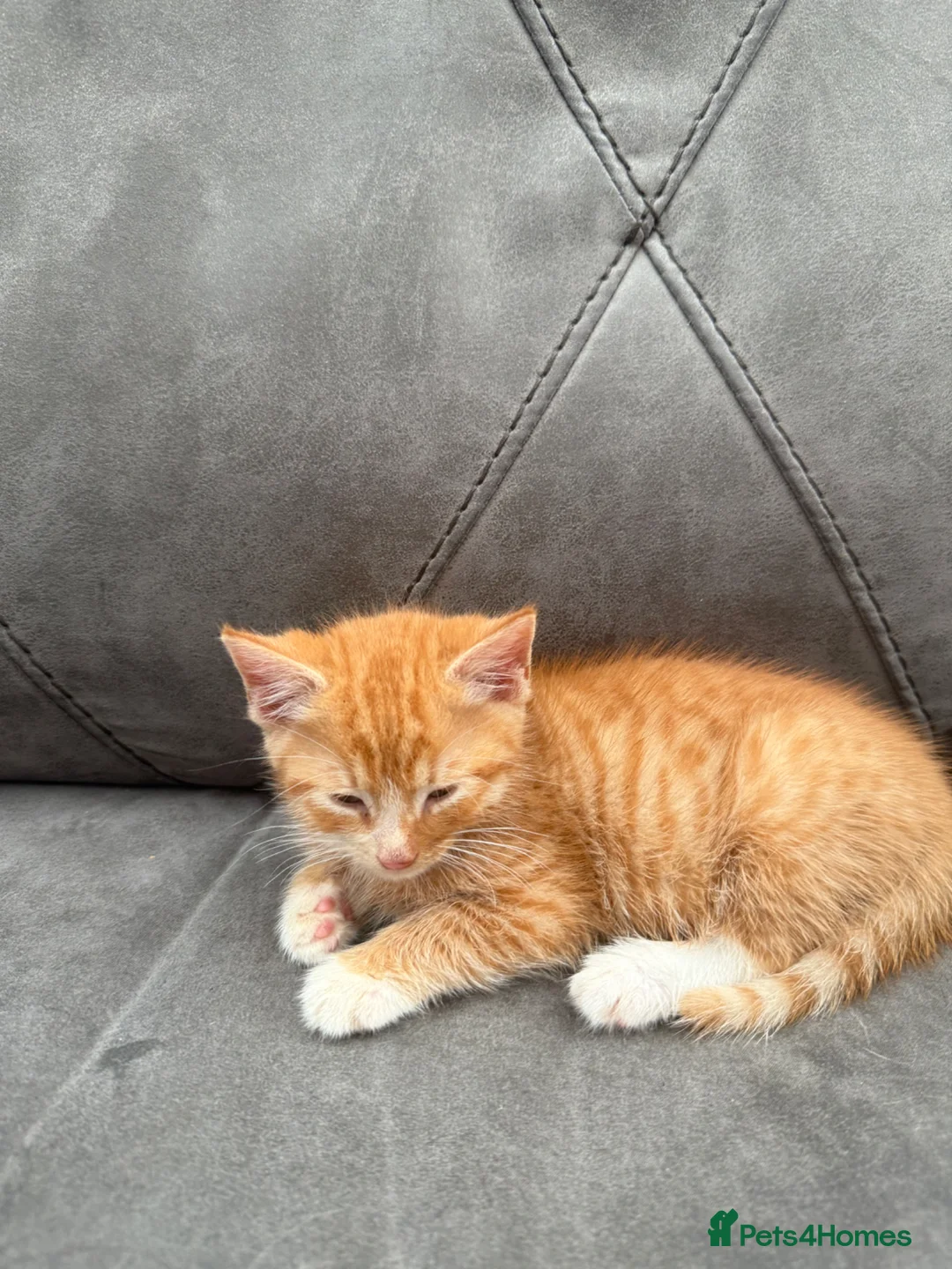 Mixed Breed cats for sale: Gorgeous ginger girl looking for a forever home - Advert 1