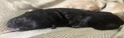 Mixed Breed dogs for sale: 🐾 Beautiful French Bulldog × Cockapoo Puppies 🐾 - Advert 6