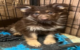 German Shepherd dogs for sale: German Shepherd Puppies Liver Isabella Blue Black  - Advert 17