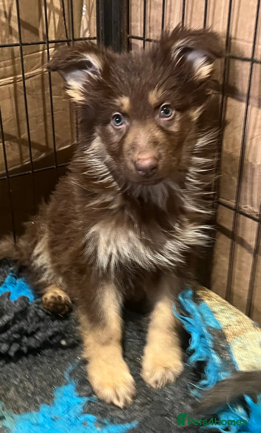 German Shepherd dogs for sale: German Shepherd Puppies Liver Isabella Blue Black  - Advert 17