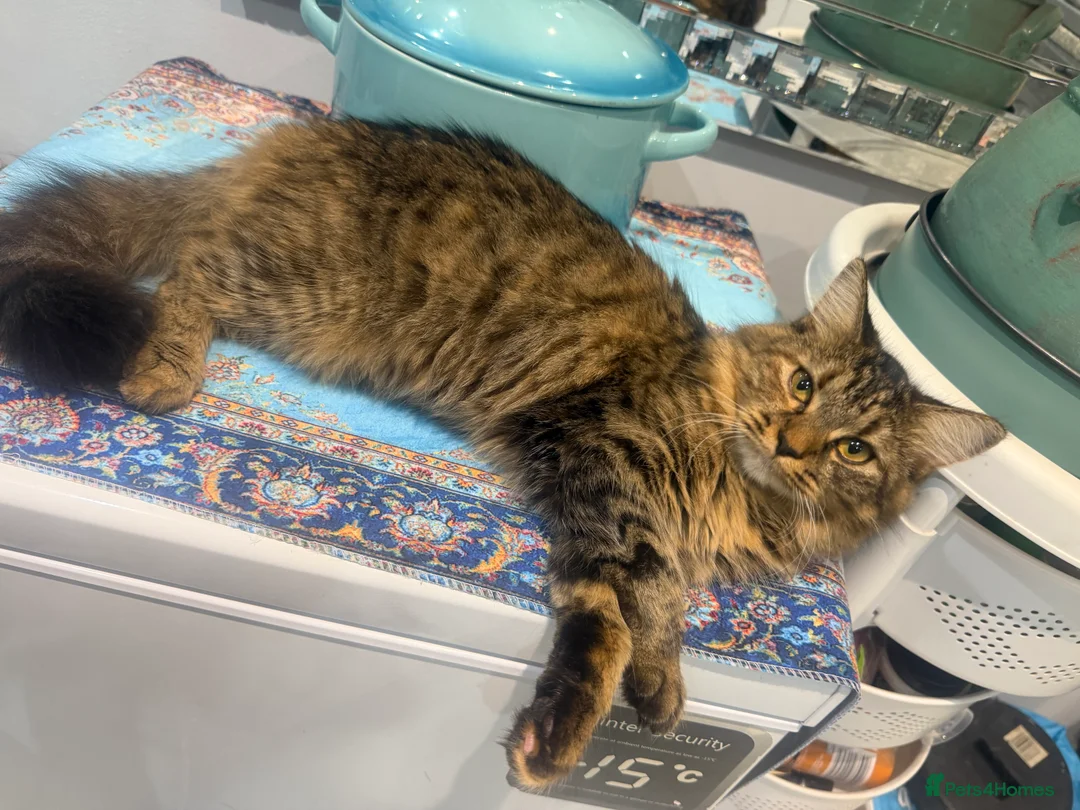 British Shorthair cats for sale: Maine coon Mix golden British short hair - Advert 2