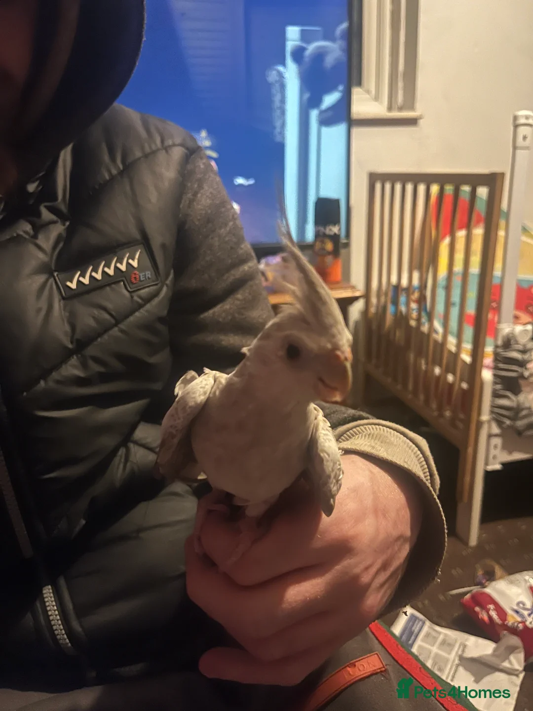 Cockatiels birds for sale: Hand tame cockatiels  - Advert 19