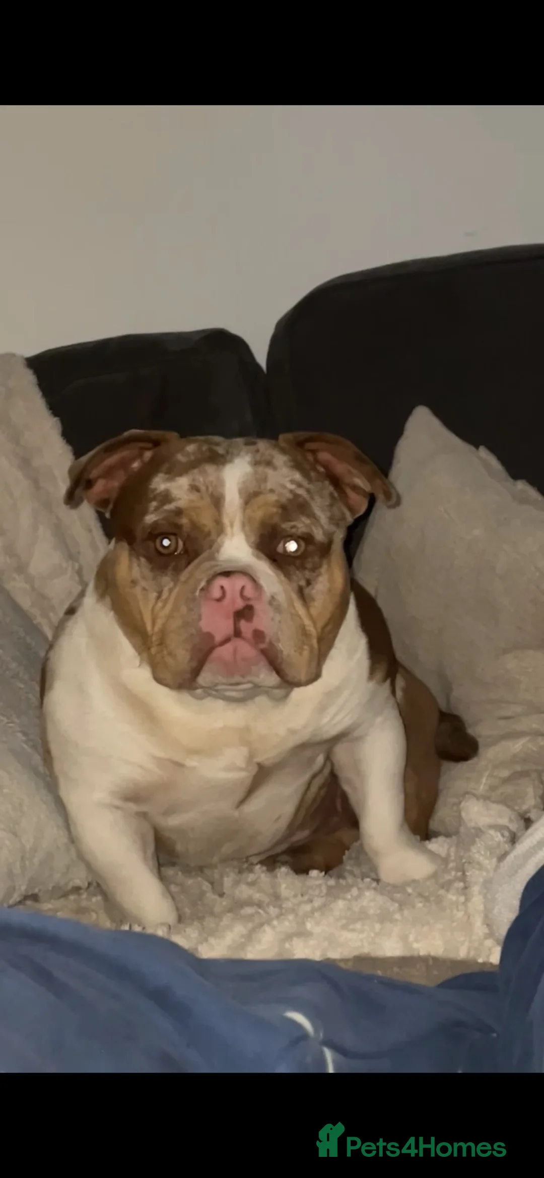 American Bully dogs for sale: American pocket bully pups in Peterborough - Advert 25