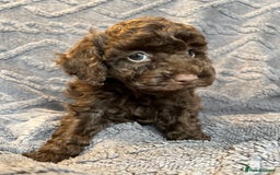 Miniature Poodle dogs for sale: Miniature Poodle Puppies Available.  - Image 6