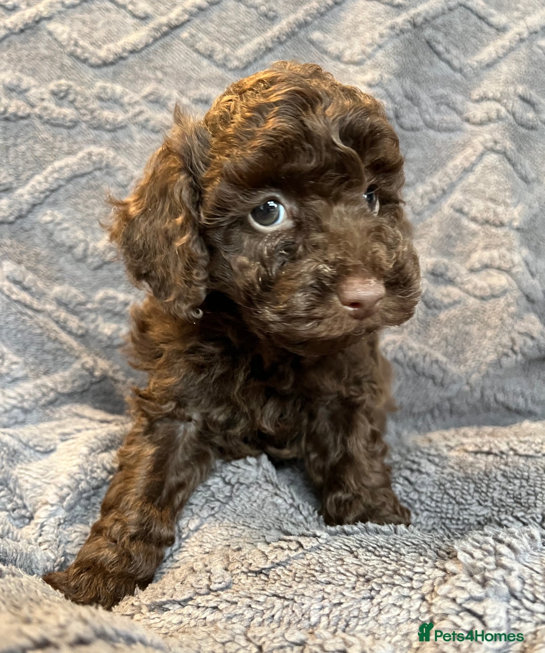 Miniature Poodle dogs for sale: Miniature Poodle Puppies Available.  - Image 6