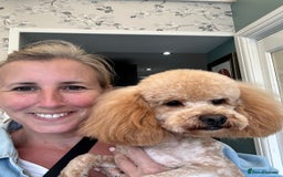 Cavapoo dogs for sale: Cavapoo puppies  - Image 6