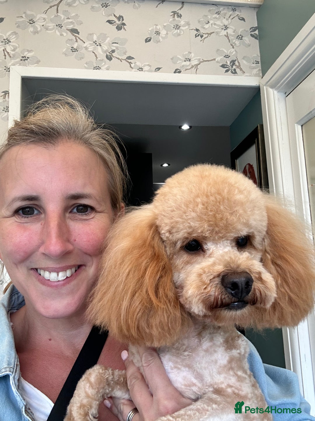 Cavapoo dogs for sale: Cavapoo puppies  - Image 6