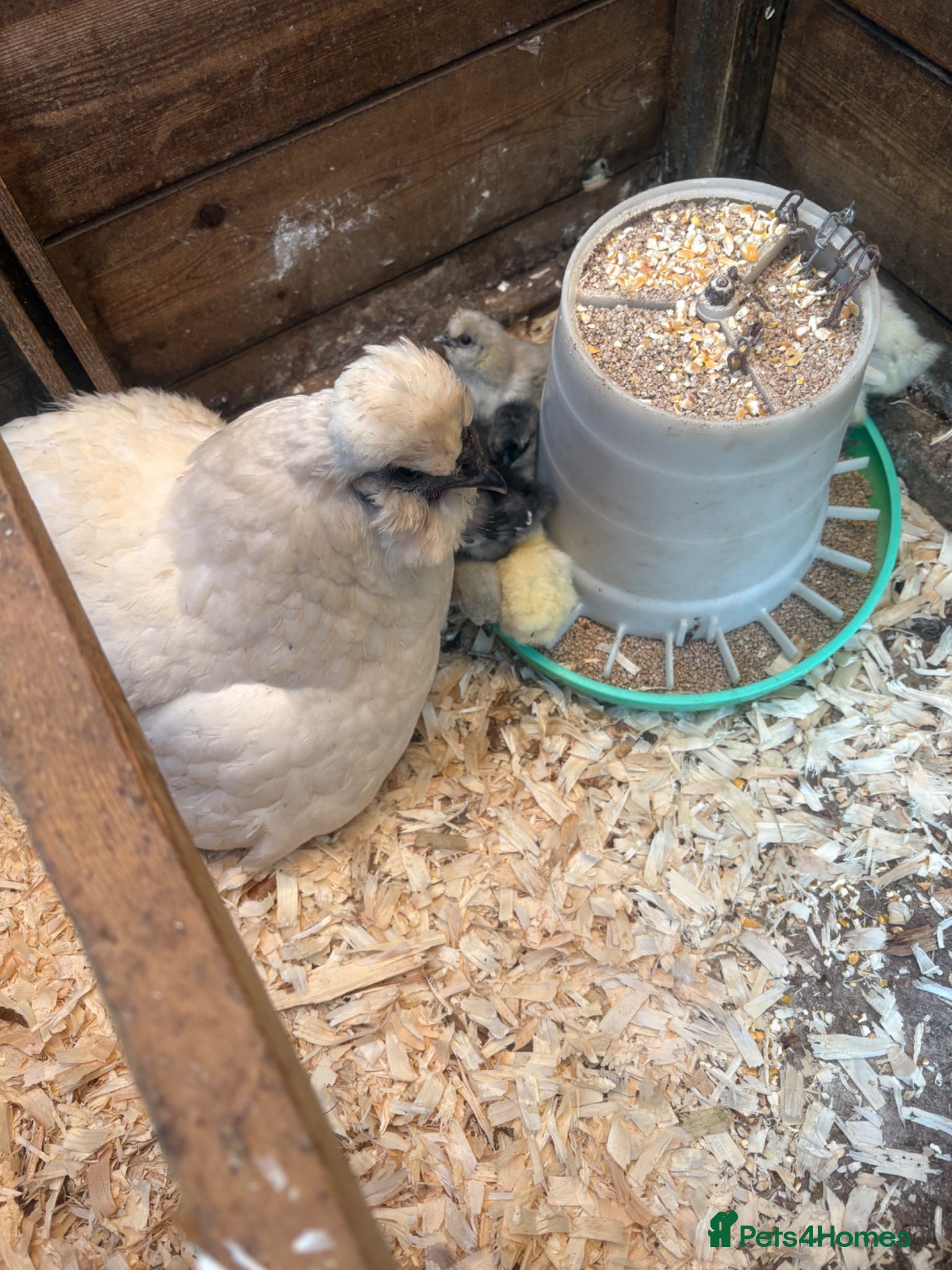 Chickens poultry Broody silkie x hen with chicks  - Advert 2