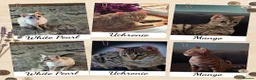 Bengal cats for sale: Stunning Retired Bengal Cats Looking for homes - Advert 1