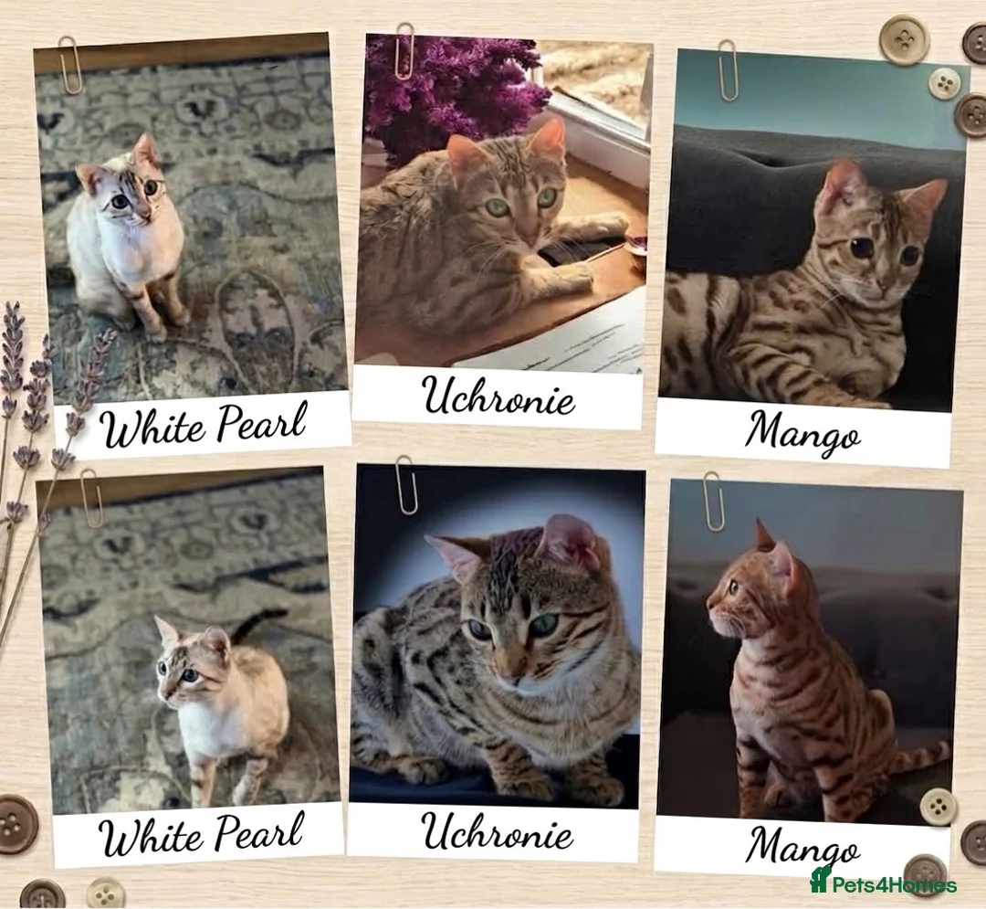 Bengal cats for sale: Stunning Retired Bengal Cats Looking for homes - Advert 1