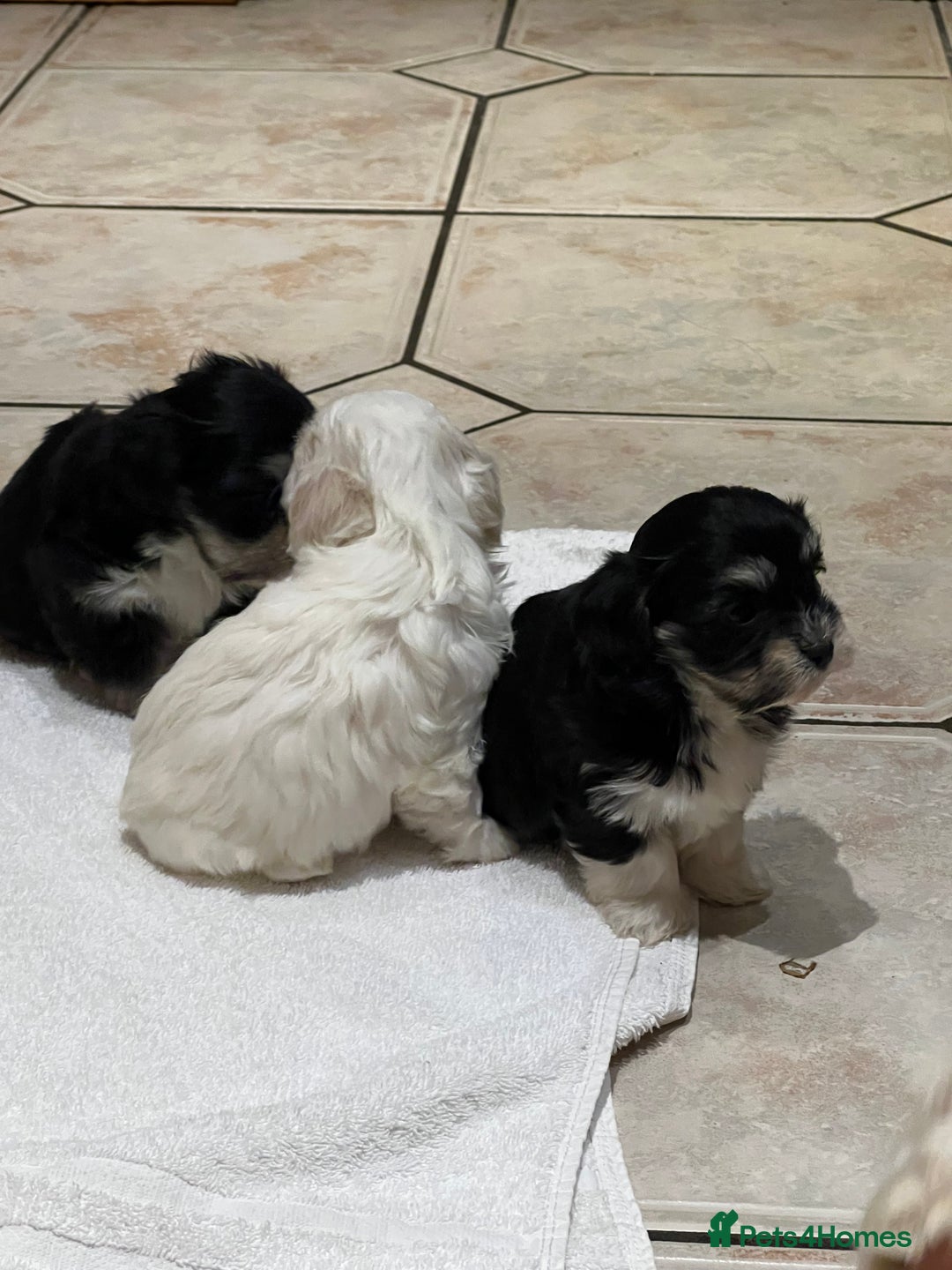 Bichon Frise dogs for sale: Bichon fries ready to go ! - Advert 2