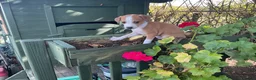 Italian Greyhound dogs for sale: Royal kennel club registered  - Advert 5