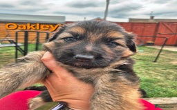 German Shepherd dogs for sale: Last German Shepherd girl remaining  - Image 19